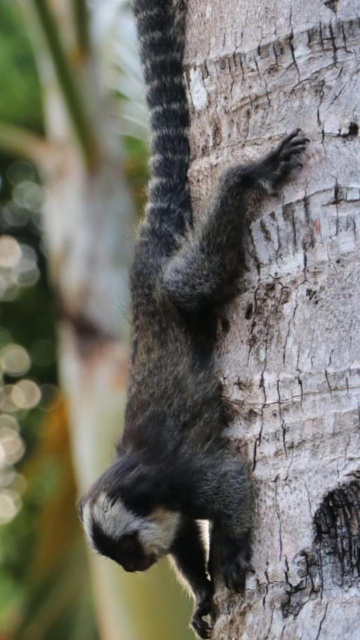 Pousada Big Bambu Trancoso Zewnętrze zdjęcie